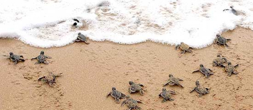 Immagine Tartarughe marine, al via la campagna 2019 "Chi trova un nido trova un tesoro"